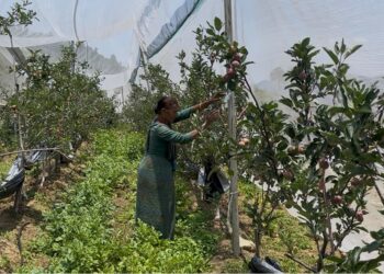 सेब की खुशबू से महका सीमांत गांव जमरिया-दो किसानों ने पहाड़ में आत्मनिर्भरता का रचा नया इतिहास